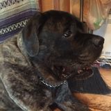 For Hire: Loving Animal Caregiver in Suffolk, Virginia