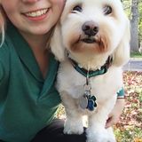 Dedicated Dog Walker in Uxbridge