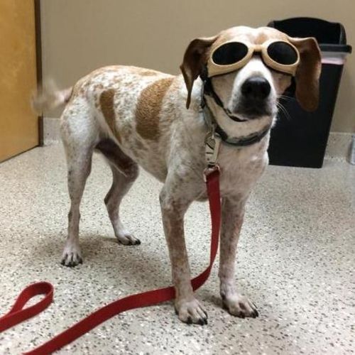Pet Care Job Christopher H's Profile Picture