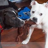 Puck and Chance looking for a friend while mom and dad are away