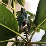Pet lover needed for exotics & 2 small dogs