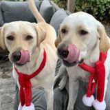 Venice Dog Walker Interviewing For Work