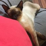 Very caring, reliable pet sitter available now:)