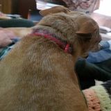 Interviewing For Niles Dog Walker, Michigan Jobs