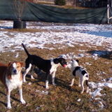 Well Cared for Dogs are Happy Dogs