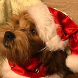 Mavis/Britannia, Dog Walker Wanted
