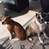 Looking for a Dog Hiker for our pups