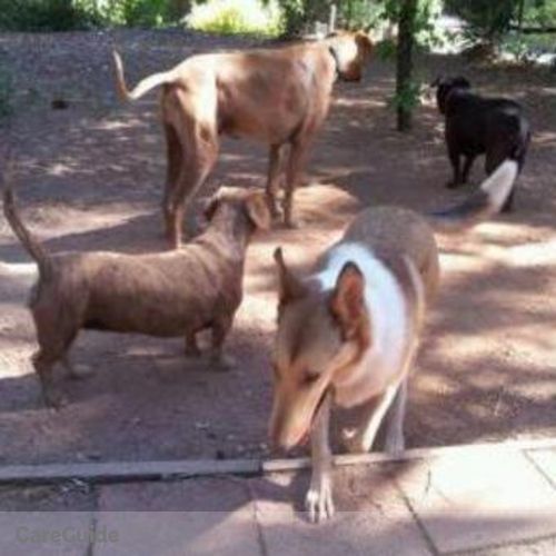Pet Care Provider Nick T's Profile Picture