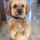 For Hire: Skillful Pet Care Provider in Saskatoon