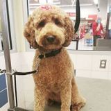 Pet sitter/walker/groomer of 4+ years