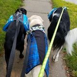 14+ years experience with my own dogs & 4+ years of dog sitting experience. Large to small, I love them all!