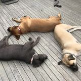 Pet Sitting Wanted in Prospect Bay