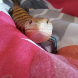 Exotic animal/regular pet sitter