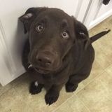 Need a puppy sitter while at work