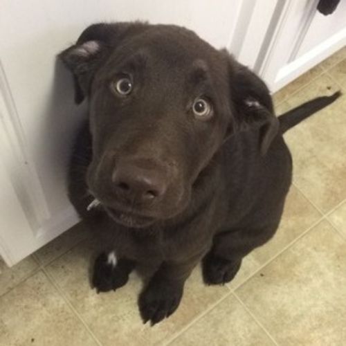 Pet Care Job Kayleigh H's Profile Picture