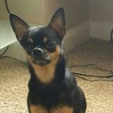 New Orleans Pet Care Provider Looking For Work
