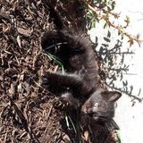 Skillful Cat Sitter Available Immediately