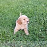 Dog walking and other pet sitting services