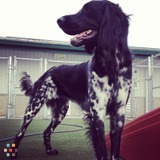 Young animal love female ready to pet sit and walk available 24/7
