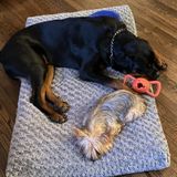Centereach Pet Supervisor Searching for Work