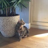Cats need looked in on, when we are gone. (Parrish)