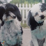 Debby's Heaven Scent" Petsitting Service