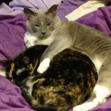 Looking For a Pet Sitting Professional Job in Blue Springs