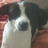 Interested In a Cat Sitter or dog sitter or walker. Opportunity in Johnstown