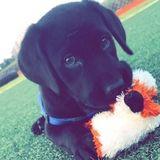 Madison Pet Carer Available For Work. I love walking dogs and am available all of summer.