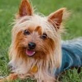 Wanted: A Caring House Sitter