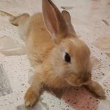 Hey, I'm Karina and am able to provide pet care in all of New York City.