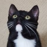 Professional Pet Sitter in West Linn, 17 Year old who is willing to help humans and animals!