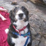 San Jose Mature Dependable Dog Lover looking to help with your Fur Baby
