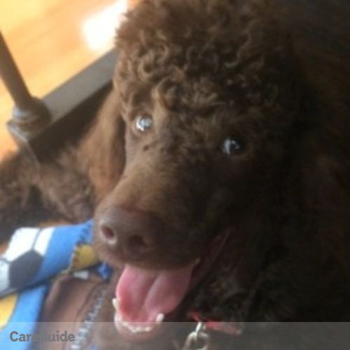 Pet Care Provider Amelia W's Profile Picture