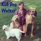 Professional and Dependable Dog Walking/Sitting