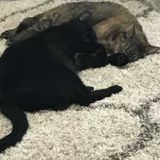 Looking for Well Trained Pet Sitting in the Oakridge section of Fort Lauderdale