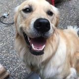 Nanaimo, British Columbia Dog Sitter