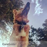 Dog Adventures of Tahoe- Dog care solutions