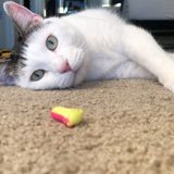 Looking for Chicago, Illinois Cat Care Provider for Dec 25 - Jan 1