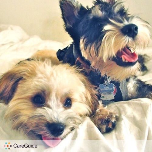 Pet Care Provider Alyssa P's Profile Picture