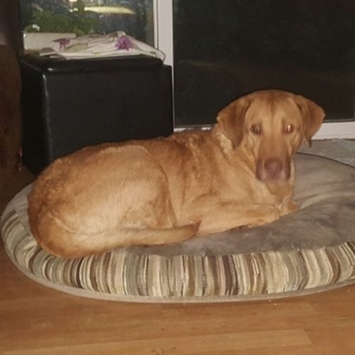Pet Care Job Rhonda K's Profile Picture