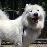 Searching for Dedicated Dog Sitting Professional , prefer walking distance close to Metro Parc