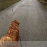 Friendly Professional Dog Walker available