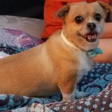 Excellent Pet Sitter in Midlothian