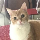 PNNANNY Pet Care,People Care And Home Care