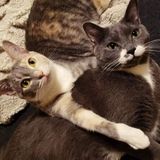 Pet sitter, dog walker, and caregiver