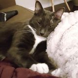 Knowledgeable and Reliable Pet Sitter
