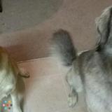 Pet sitting within 15 miles of 32780