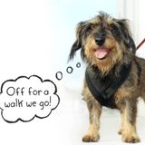 Available: Who wants to go for a walk in London, Ontario?