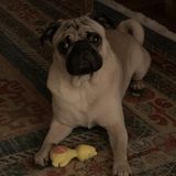 Qualified Dog Walker Needed Immediately